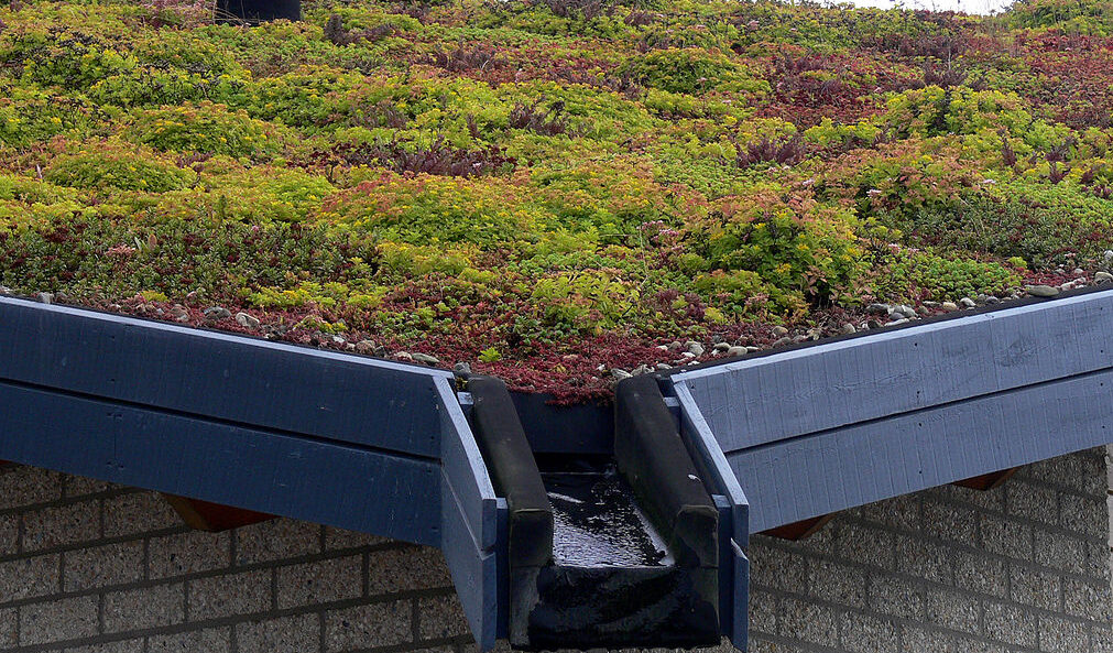 Benefits Of A Sedum Roof Enviroply Roofing